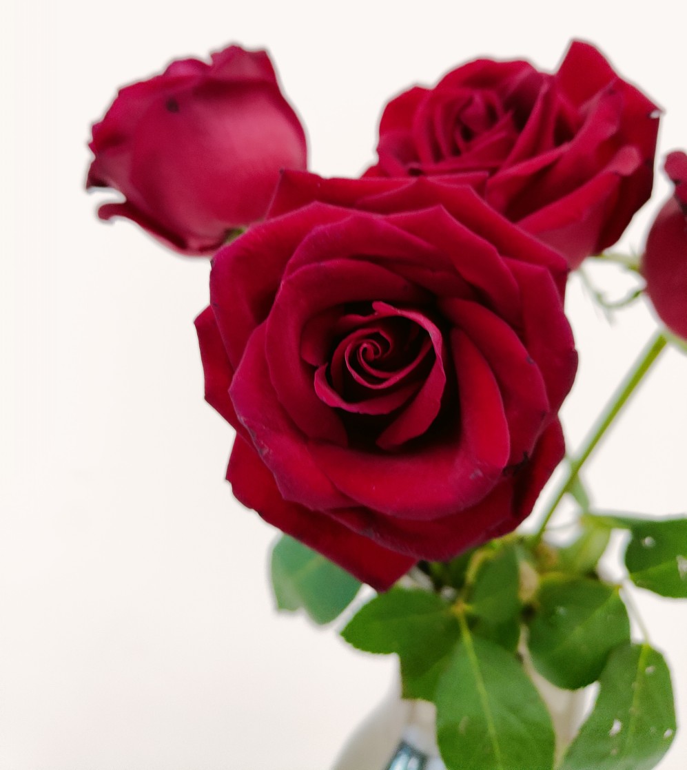 卡罗拉红玫瑰20元一束（4支）3.jpg