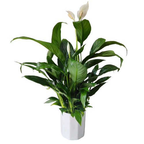 白掌 中型绿植，高度40-60公分