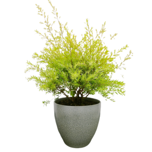 千层金 绿色工艺陶瓷盆 中型桌面植物 株高60-80CM